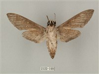 蝦殼天蛾藏品圖，第2張