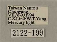 蝦殼天蛾藏品圖，第3張