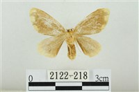 黑翅黃毒蛾藏品圖，第2張