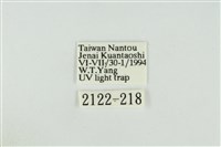 黑翅黃毒蛾藏品圖，第3張