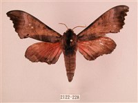 桃紅六點天蛾藏品圖，第1張