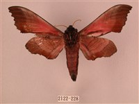 桃紅六點天蛾藏品圖，第2張