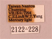 桃紅六點天蛾藏品圖，第3張