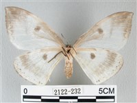 圓翅大鉤蛾藏品圖，第2張