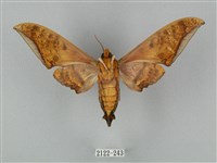 裂斑鷹翅天蛾藏品圖，第2張