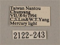 裂斑鷹翅天蛾藏品圖，第3張