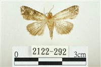 白斑散紋夜蛾藏品圖，第1張