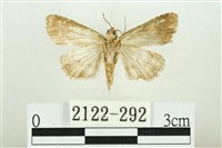 白斑散紋夜蛾藏品圖，第2張