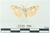 臺雪苔蛾藏品圖，第1張