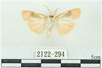 臺雪苔蛾藏品圖，第2張