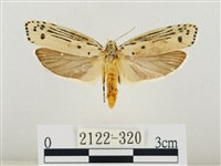 線紋篩蛾藏品圖，第1張