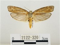 線紋篩蛾藏品圖，第2張