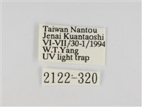 線紋篩蛾藏品圖，第3張