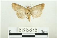 白斑散紋夜蛾藏品圖，第2張