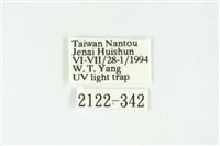 白斑散紋夜蛾藏品圖，第3張