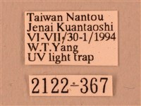 波紋豆天蛾藏品圖，第3張