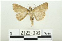 白斑散紋夜蛾藏品圖，第2張