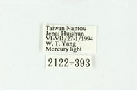 白斑散紋夜蛾藏品圖，第3張