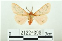 三條橙燈蛾藏品圖，第1張