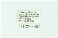 三條橙燈蛾藏品圖，第3張