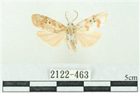 臺雪苔蛾藏品圖，第1張