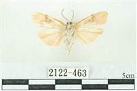 臺雪苔蛾藏品圖，第2張