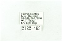 臺雪苔蛾藏品圖，第3張