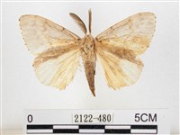 木毒蛾藏品圖，第1張