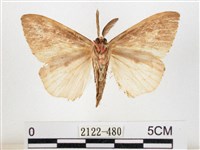 木毒蛾藏品圖，第2張