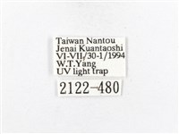 木毒蛾藏品圖，第3張