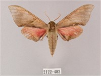 榆綠天蛾藏品圖，第1張