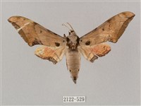 廣東鷹翅天蛾藏品圖，第1張