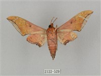 廣東鷹翅天蛾藏品圖，第2張