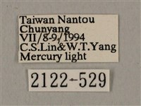 廣東鷹翅天蛾藏品圖，第3張