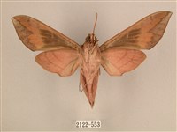 背中白天蛾藏品圖，第2張