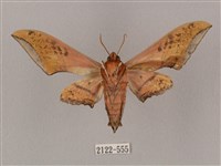 廣東鷹翅天蛾藏品圖，第2張