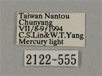 廣東鷹翅天蛾藏品圖，第3張