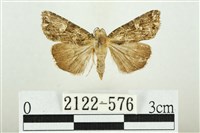 白斑散紋夜蛾藏品圖，第1張