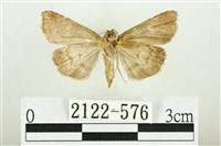 白斑散紋夜蛾藏品圖，第2張