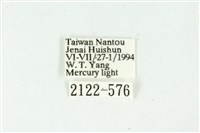 白斑散紋夜蛾藏品圖，第3張