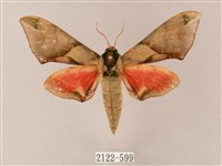 榆綠天蛾藏品圖，第1張