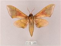 榆綠天蛾藏品圖，第2張