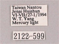 榆綠天蛾藏品圖，第3張