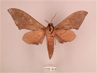 直翅六點天蛾藏品圖，第2張