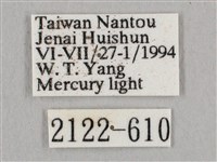 直翅六點天蛾藏品圖，第3張