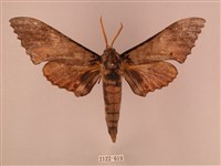 栗六點天蛾藏品圖，第1張