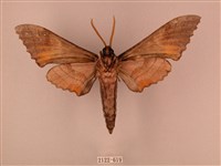 栗六點天蛾藏品圖，第2張