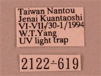 栗六點天蛾藏品圖，第3張