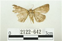 白斑散紋夜蛾藏品圖，第2張