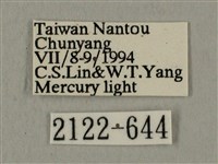 蝦殼天蛾藏品圖，第3張